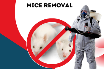 mice removal